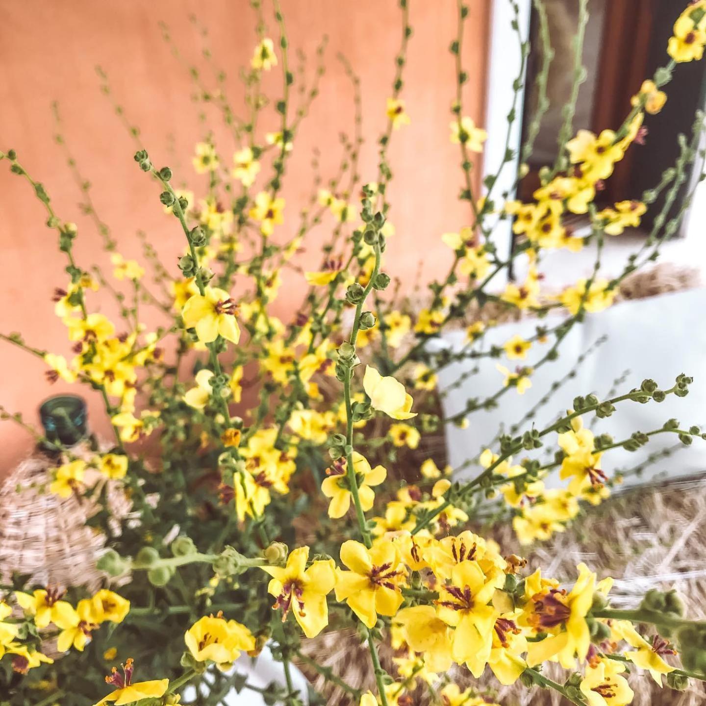 Agriturismo La Sorgente Camerano Εξωτερικό φωτογραφία